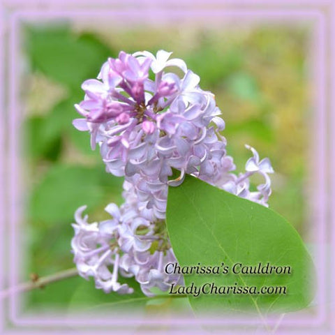 Lilac Flower Remedy