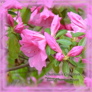 Pink Azalea Flower Remedy