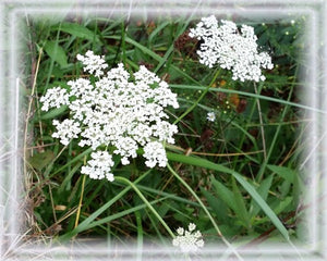 Queen Anne's Lace Flower Remedy