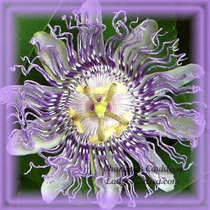 Passion Flower Remedy