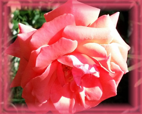 Rose Flower Remedy
