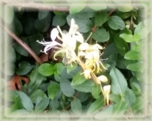 Wild Honeysuckle Flower Remedy